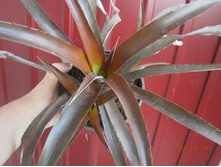 ���� ������