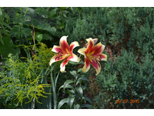 ������� �����