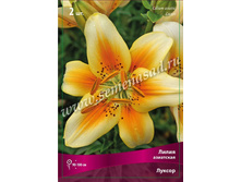 ����� ������.jpg