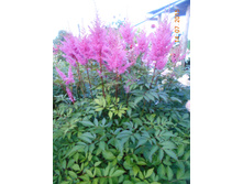DSCN1109.JPG