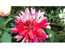 ������ ����.JPG