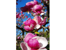 Magnolia-2-1373605.jpg