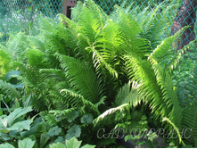 ��������� ������������ 100