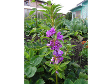 ���������