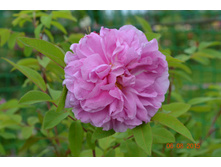 ������� ������ ������ (������)