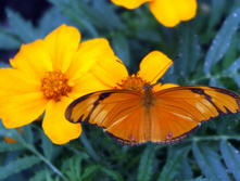 Butterfly-1179265.jpg