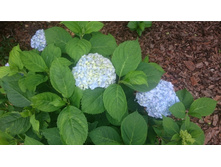 55c26c1b0bc1a dsc0035.jpg