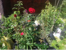 ����� 2015�.