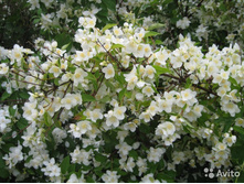 ��������.