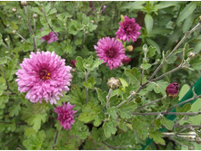 ���������� ���������