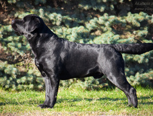 ��� ����