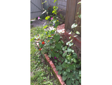 ������ 2015�.