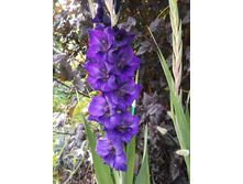 �� ����� ���� ����� ������, ����������