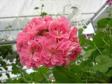 ���������� Apricot Queen