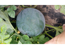 IMG 20150801 105956.jpg