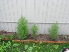 11.07.2015 P7110058.JPG