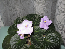 IMG 4492.JPG