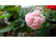 ���������� Joan Hall