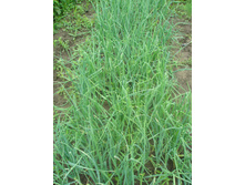 11.07.2015 P7110085.JPG