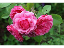 ������ ����(���)���*