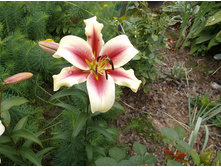 ����� �����