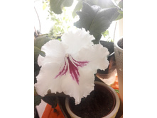 IMG 20150808 083646.jpg