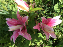 ������� ������