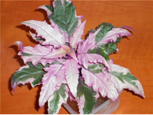 ������ �����������- ������ �������� ��������.....