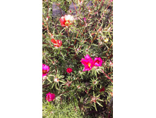 ������ 2015�.