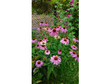 �������� �������, 70 �.