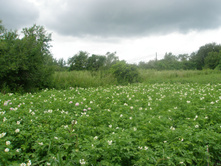 11.07.2015 P7110087.JPG