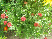 16.08.2015 P8160219.JPG