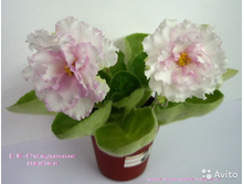 ��-�������� ����� (���� ����)- ������ ��������