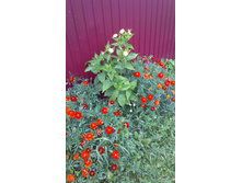 ������ 2015�.