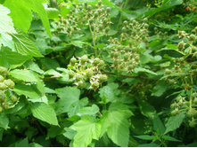 11.07.2015 P7110071.JPG