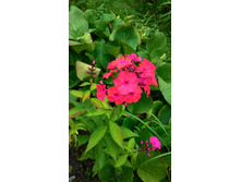 ����� ���������.jpg