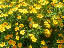 �������� ������������ 16.08.2015 P8160160.JPG