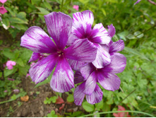 P1040210.JPG����� ������