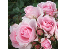 Happy S.Wedding S1186.jpg