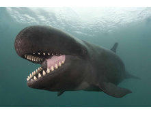 ��� ���������