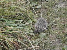 ������ ����������