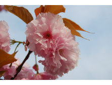 Pink-flowers-1375071.jpg