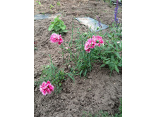 �������� ���������