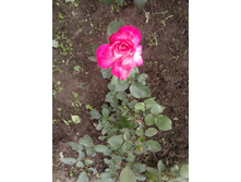 2015-06-22-313 — �����.jpg