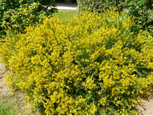 ���� ���������� 120