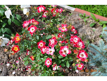 ���� ������