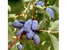 ��������� �������