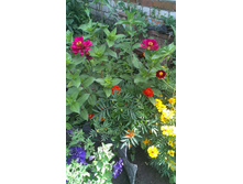 ������ 2015�.