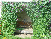 ������ 16.08.2015 P8160161.JPG