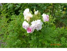 ������� �������